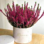 MarlafráCaja brezo natural