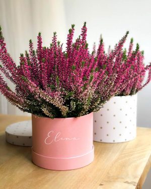 MarlafráCaja brezo natural - Imagen 2