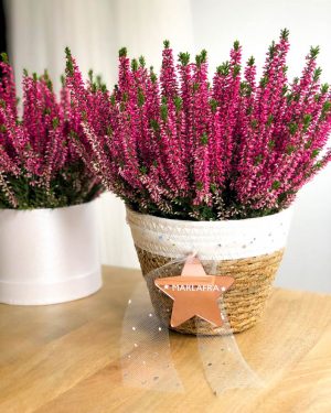 MarlafráCaja brezo natural - Imagen 4