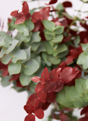 Ramo Eucalipto fresco - Imagen 2