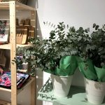 Ramo Eucalipto fresco