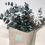 Ramo eucalipto preservado