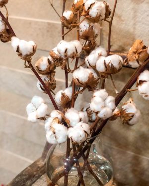 Ramas Algodón Natural - Imagen 2