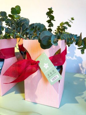 Planta de Eucalipto Cinerea - Imagen 3