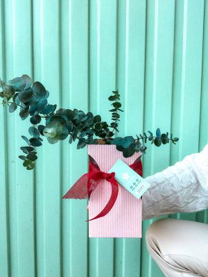 Planta de Eucalipto Cinerea - Imagen 2