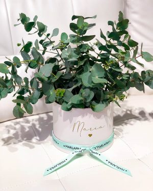 MarlafráCaja Eucalipto fresco - Imagen 4