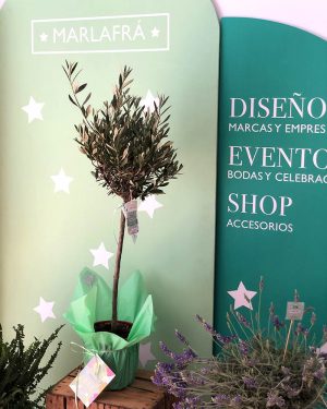 Olivo Premium - Imagen 3