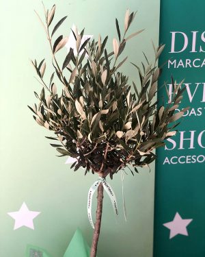 Olivo Premium - Imagen 2