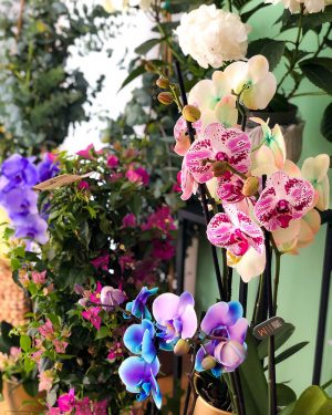 Orquídea Premium - Imagen 2