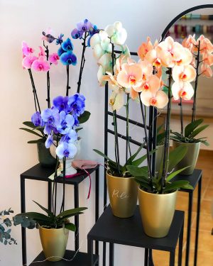 Orquídea Premium - Imagen 5