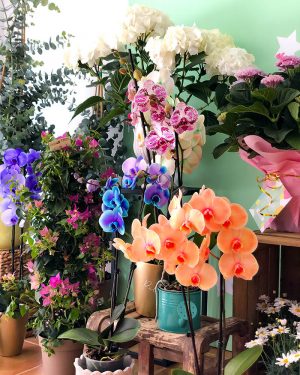 Orquídea Premium - Imagen 4